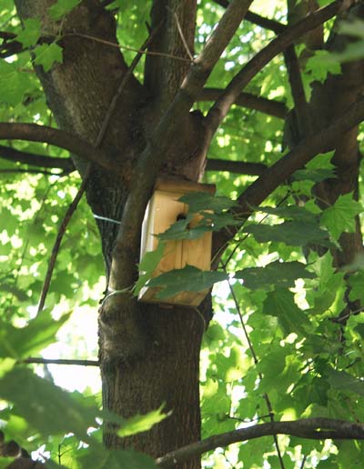 Фотография малого синичника в кроне дерева.