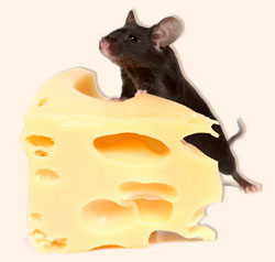 Голодная мышь. Басня Олеси Емельяновой