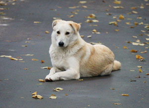 Собака на погосте. Басня Олеси Емельяновой