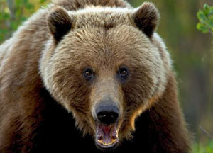 Медведь-президент. Басня Олеси Емельяновой
