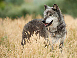 Голодный волк. Басня Олеси Емельяновой
