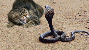 Змея и кошка. Басня Олеси Емельяновой