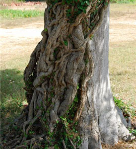 Дерево и лоза. Басня Олеси Емельяновой