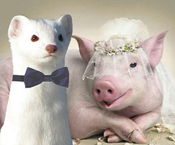 Жених и невеста. Свадебное фото. Горностай и свинья