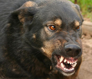 Злая собака. Басня Олеси Емельяновой