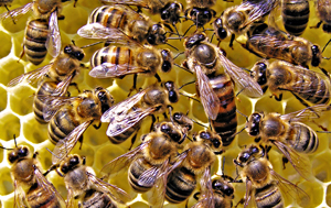 Пчёлы и трутни. Басня Олеси Емельяновой
