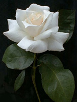 Белая роза. Басня Олеси Емельяновой о розе в стихах