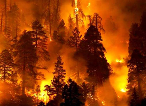 Лесной пожар. Басня Олеси Емельяновой