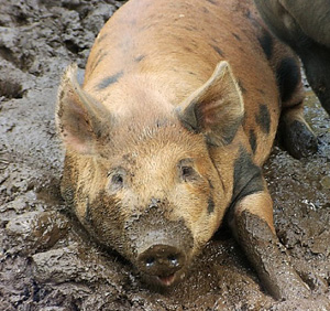 Свинья в грязи. Басня