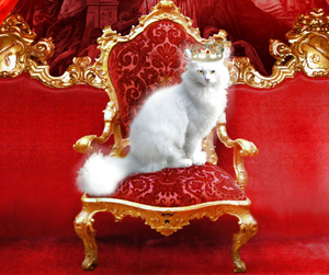 Олеся Емельянова. Кошка на троне. Басня про власть и атрибуты власти. Современные басни в стихах.