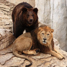 Лев и медведь. Басня