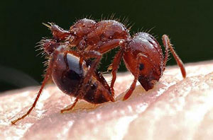 Кусачий муравей