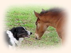 Лошадь и собака. Басня Олеси Емельяновой