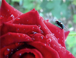 Розы и мухи. Басня Олеси Емельяновой