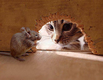 Кот, таракан и мыши. Басня Олеси Емельяновой