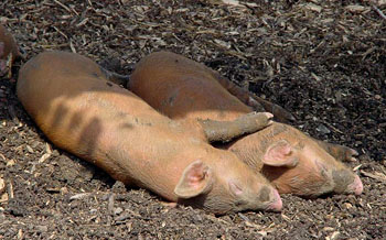 Два свина. Басня в стихах Олеси Емельяновой